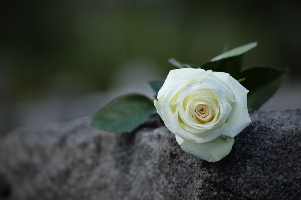 white rose, grey marble, purity symbol