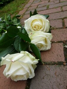 roses, white, funeral