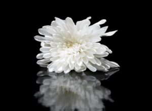 A delicate white chrysanthemum flower with reflective black background, showcasing soft petals.